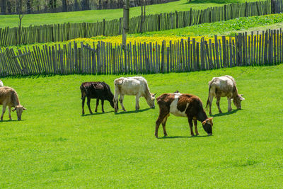 Horses grazing in a field