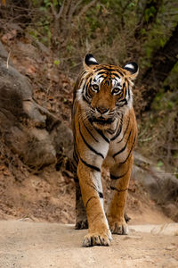 Tiger walking, front view from a low angle