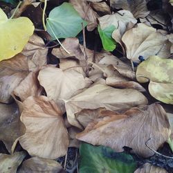 Full frame shot of leaves