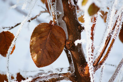 Close-up of frozen dry leaves during winter