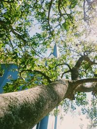 Low angle view of tree against sky