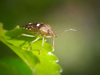 Close-up of insect on leaf