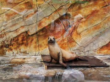 Close-up of sea lion on rock in water