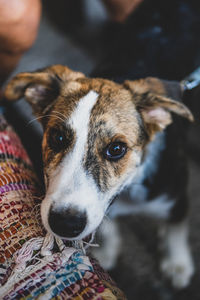 Close-up portrait of dog