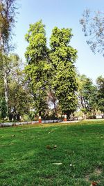 Trees on field in park