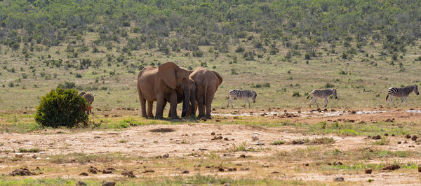 Elephant family in the wild and savannah landscape of africa