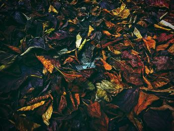 Full frame shot of dried autumn leaves