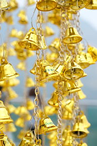 Close-up of berries hanging on glass