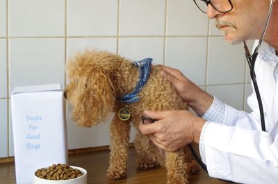 Close-up of vet examining poodle