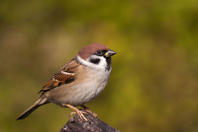 Field sparrow sitting on sawed off old tree trunk against natural background