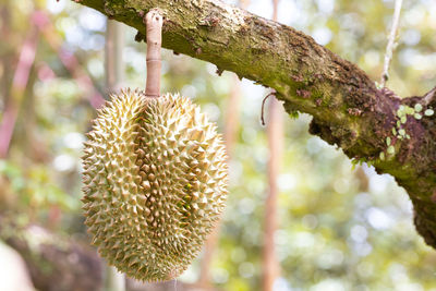 Close-up of plant growing on tree trunk