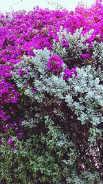 High angle view of pink flowering plants