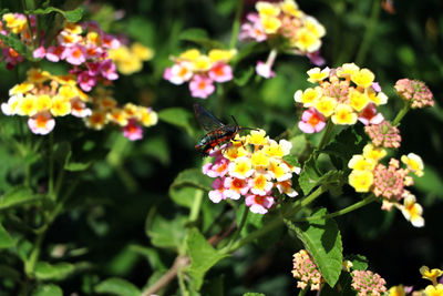 Close-up of honey bee on yellow flowers