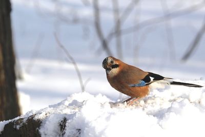 Close-up of bird perching on snow