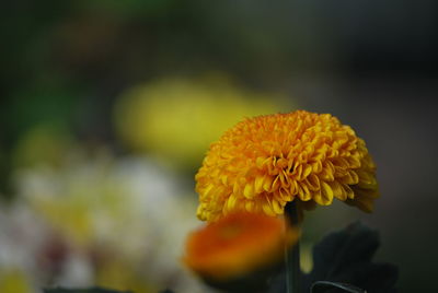 Close-up of yellow flower blooming outdoors