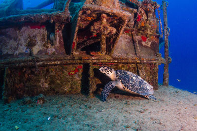 Turtle on ex uss kittiwake shipwreck