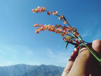 Close-up of hand holding blue sky