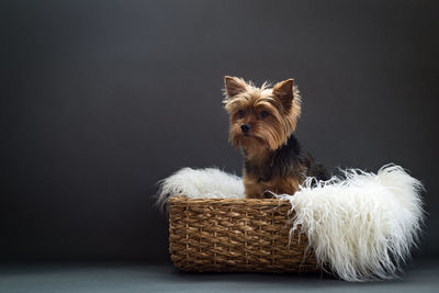 Yorkshire terrier with white feather boa in basket against black background