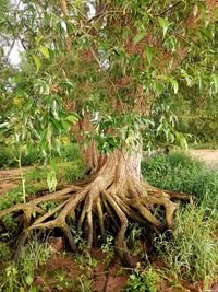 Tree growing in field