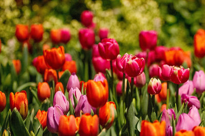 Close-up of tulips blooming in park