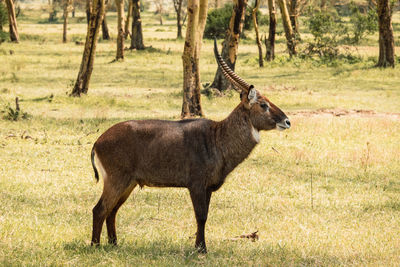 A lone waterbuck at the shores of lake elementaita in soysambu conservancy in naivasha, kenya