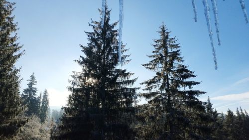 Low angle view of pine trees against sky during winter