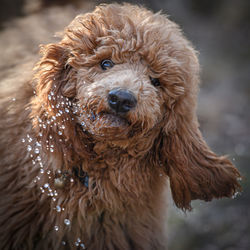 Close-up of dog