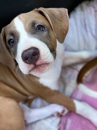 Close-up of dog looking away