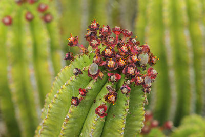 Close-up of flowering cactus plant