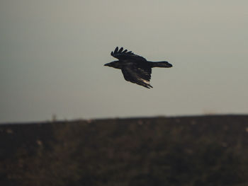 Low angle view of eagle flying in sky