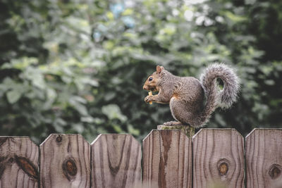 Side view of squirrel on wooden post