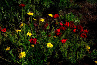 High angle view of flowering plants on field