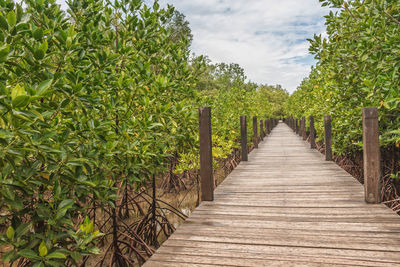 Boardwalk amidst mangrove trees against sky