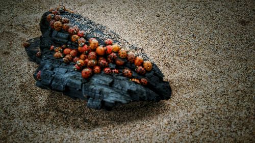 Close-up of fruits on sand