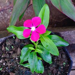 High angle view of pink flower blooming outdoors