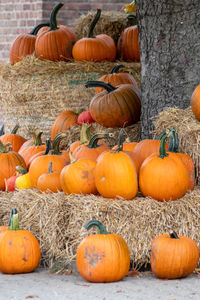 Many ripe halloween pumpkins as delicious vegetable in fall and thanksgiving season is orange fruit