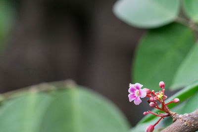 Close-up of pink flowers blooming outdoors