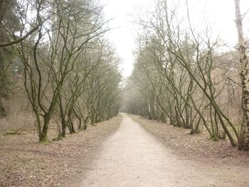 Road amidst bare trees during winter