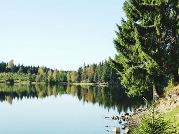 Reflection of trees in calm lake