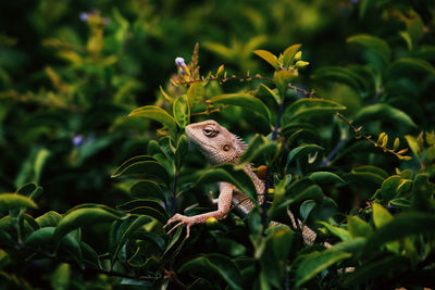Close-up of lizard perching on plant