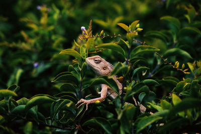 Close-up of bird perching on plant