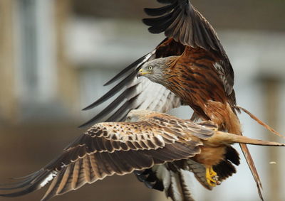 Close-up of birds flying in mid-air