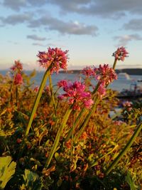 Close-up of flowering plants on field