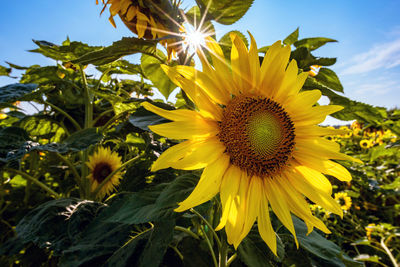 Close-up of yellow flowering plant against sky