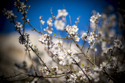 Close-up of cherry blossoms against sky