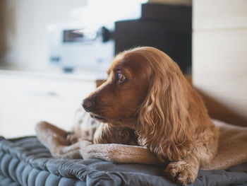 Dog looking away while relaxing at home