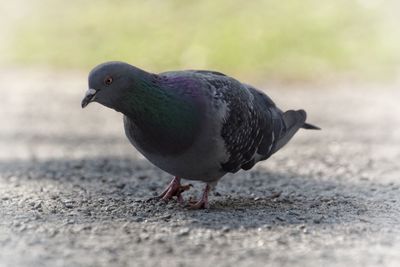 Close-up of bird perching outdoors