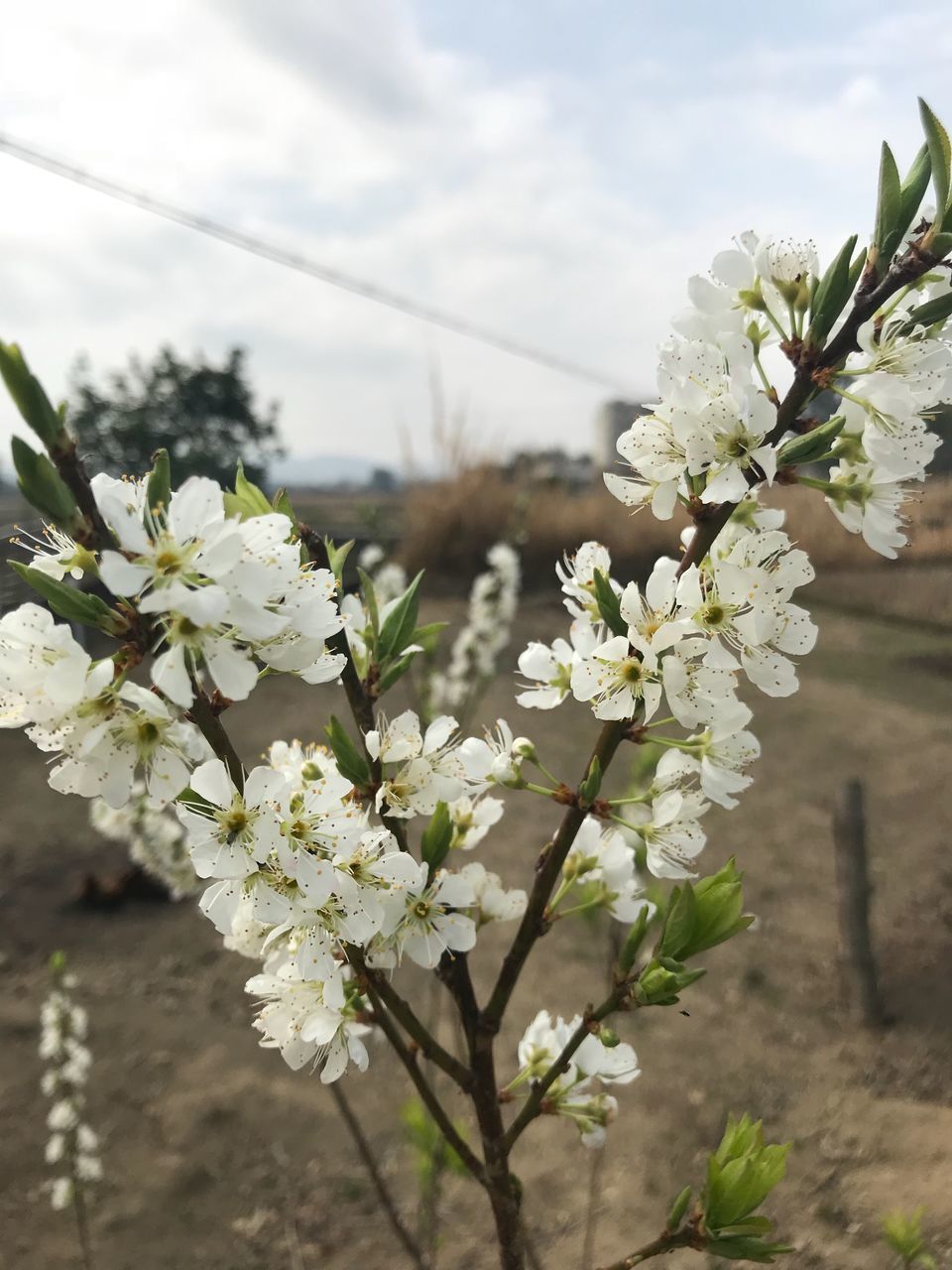 flower, blossom, white color, apple blossom, fragility, nature, growth, springtime, apple tree, tree, orchard, beauty in nature, freshness, botany, no people, day, outdoors, branch, focus on foreground, spring, flower head, close-up, blooming, sky