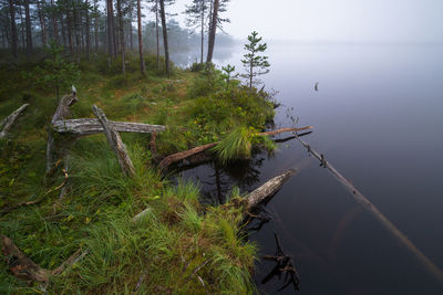 High angle view of trees by lake in forest