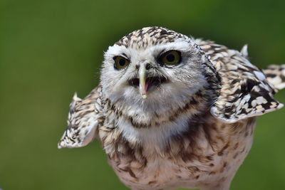 Close-up of owl